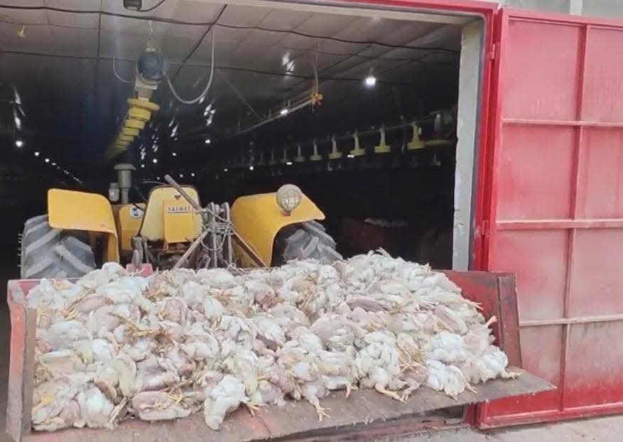 Falha no fornecimento de energia elétrica em Sulina (PR) provocou a morte de milhares de frangos em aviário rural.