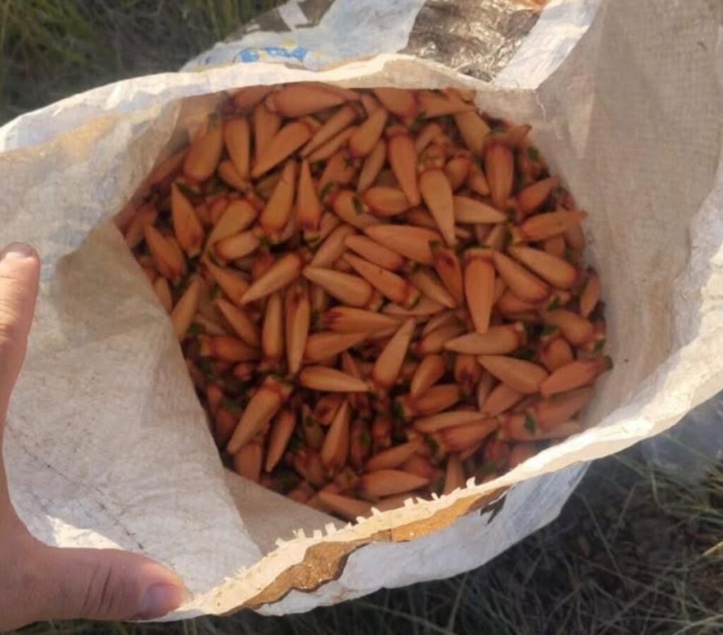 Fiscalização ambiental apreende mais de 60 quilos de pinhão vendidos de forma irregular em Passo Fundo e Soledade durante o período de defeso.