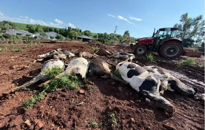 Rebanho leiteiro começa a ser reconstruído em propriedade de Novo Xingu após a morte de 48 vacas por intoxicação alimentar.