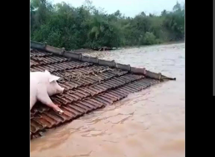 Fenômeno El Niño pode intensificar chuvas e elevar risco de enchentes no Rio Grande do Sul em 2026.