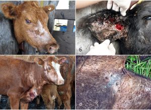 10.1177_03009858231217207-fig1