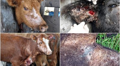 10.1177_03009858231217207-fig1