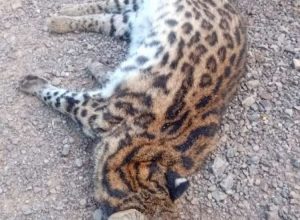 1775560933-Jaguatirica-A-encontrada-morta-entre-Passo-Fundo-e-Mato-Castelhano