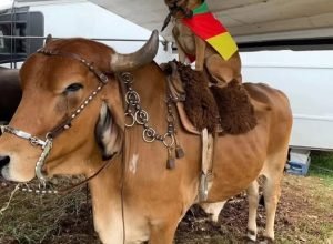 626456008_18235409614307612_8278169294651218762_n