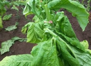 627394997_18235394020307612_7383143920418653762_n