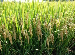 634093999_1649775202669467_8837179498093430399_n