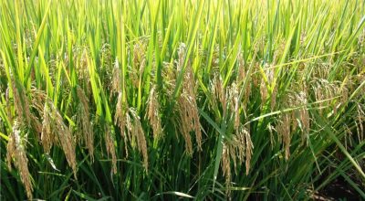 634093999_1649775202669467_8837179498093430399_n