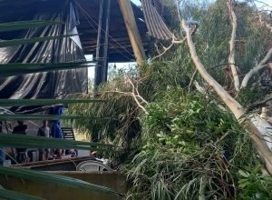 Temporal em Tapejara causa danos no Bairro Solar da Colina, queda de árvores e alagamentos no Centro da cidade.