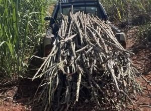 Polícia Civil prende três homens por furto de cana-de-açúcar na zona rural de Jaú, no interior de São Paulo.
