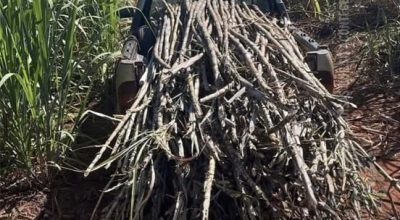 Polícia Civil prende três homens por furto de cana-de-açúcar na zona rural de Jaú, no interior de São Paulo.