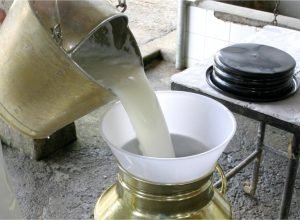 Produção de leite no Rio Grande do Sul entra em alerta com avanço do acordo Mercosul-União Europeia no Congresso Nacional.