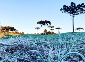Geada no Paraná  -  Campo Largo, 20/07/2021  -  Foto: Ana Tigrinho