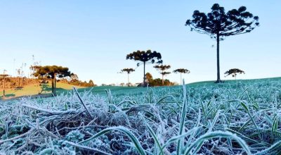 Geada no Paraná  -  Campo Largo, 20/07/2021  -  Foto: Ana Tigrinho