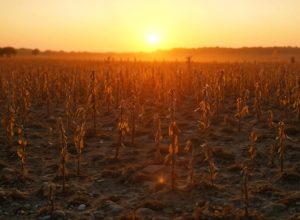 Fenômeno climático El Niño pode elevar temperaturas e alterar o regime de chuvas em Erechim e no Alto Uruguai.
