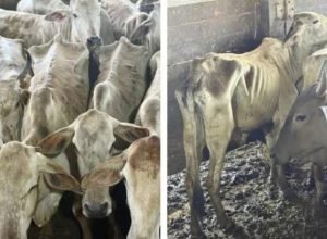 Gado apreendido pelo Ibama no Pará aparece debilitado após devolução parcial aos produtores rurais, caso foi debatido no Senado.