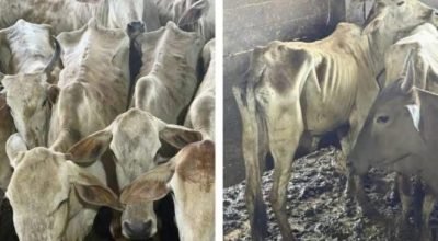 Gado apreendido pelo Ibama no Pará aparece debilitado após devolução parcial aos produtores rurais, caso foi debatido no Senado.