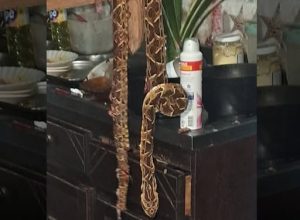 Cobra encontrada no quarto assusta moradores no interior de Tiradentes do Sul (RS); caso ocorreu em área rural e acende alerta.