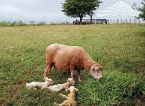 Ovelha dá à luz três cordeiros em propriedade rural no interior de Júlio de Castilhos (RS).