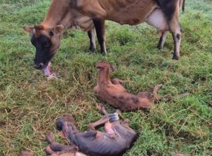 651050362_1360808189401542_4240212677731387519_n