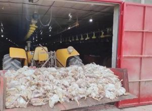 Falha no fornecimento de energia elétrica em Sulina (PR) provocou a morte de milhares de frangos em aviário rural.