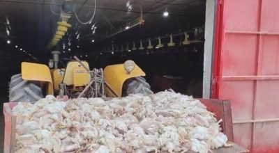 Falha no fornecimento de energia elétrica em Sulina (PR) provocou a morte de milhares de frangos em aviário rural.