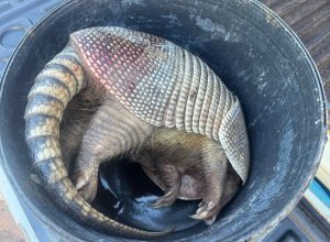 Homens são levados à delegacia após flagrante de caça ilegal de tatu em Nova Andradina.