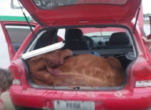 Criminosos utilizam sedativos para imobilizar vacas e realizar o transporte irregular dos animais em carros pequenos no crime de abigeato.