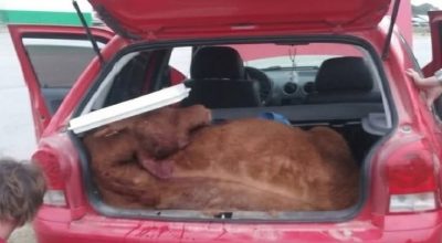 Criminosos utilizam sedativos para imobilizar vacas e realizar o transporte irregular dos animais em carros pequenos no crime de abigeato.