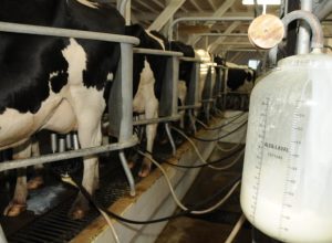 Preço do leite apresenta leve alta em março, mas produtores ainda enfrentam cenário de incerteza no mercado.