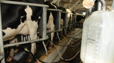 Preço do leite apresenta leve alta em março, mas produtores ainda enfrentam cenário de incerteza no mercado.