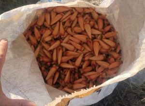 Fiscalização ambiental apreende mais de 60 quilos de pinhão vendidos de forma irregular em Passo Fundo e Soledade durante o período de defeso.