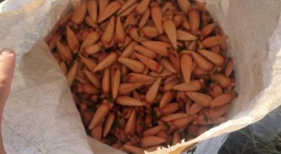 Fiscalização ambiental apreende mais de 60 quilos de pinhão vendidos de forma irregular em Passo Fundo e Soledade durante o período de defeso.