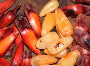 A colheita, venda, transporte e armazenamento do pinhão estão liberados no Paraná a partir deste sábado, 1º de abril. IAT alerta para a necessidade de semente da Araucária estar madura para ser comercializada