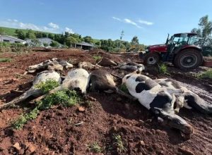 Rebanho leiteiro começa a ser reconstruído em propriedade de Novo Xingu após a morte de 48 vacas por intoxicação alimentar.