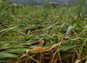 656312031_18240791560307612_8842676771654981478_n