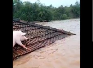 Fenômeno El Niño pode intensificar chuvas e elevar risco de enchentes no Rio Grande do Sul em 2026.