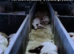 657052421_932156566407274_8786215765480814511_n