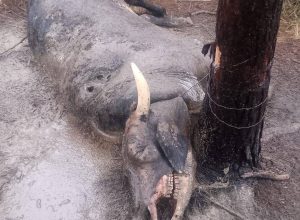 670921988_1334055678771477_5870022225137536844_n