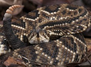 Cascavel_-_crotalus_durissus