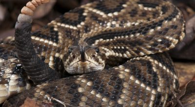 Cascavel_-_crotalus_durissus