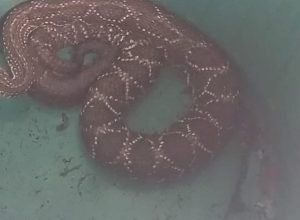 FB_IMG_1770765774170