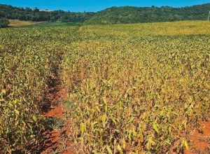 FB_IMG_1771285225305