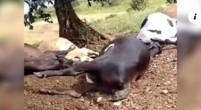 FB_IMG_1771493889644