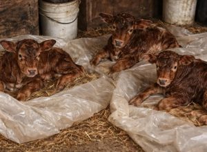 FB_IMG_1773186584378