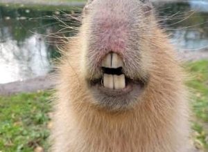 FB_IMG_1773358912004