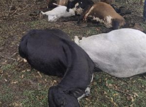 FB_IMG_1773514407629