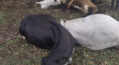 FB_IMG_1773514407629