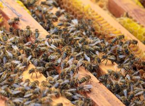 A closeup of honeybees on a beehive under the sunlight - agricultural concept