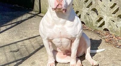 FB_IMG_1773619105135