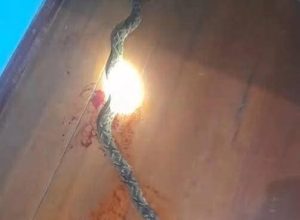 FB_IMG_1773789053887